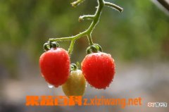 【番茄】樱桃小番茄的种植方法
