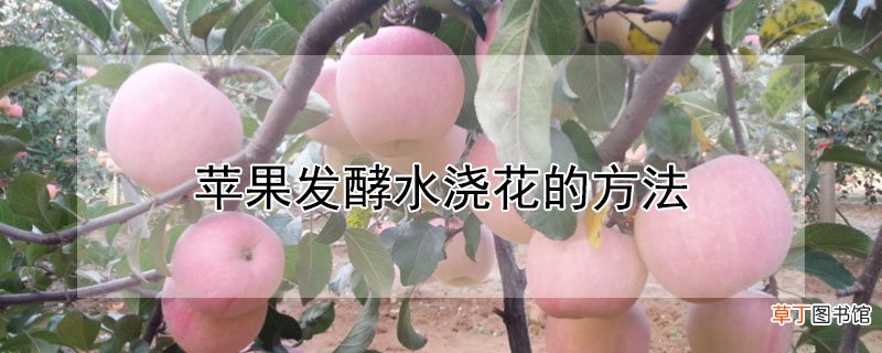 【发酵】苹果发酵水浇花的方法