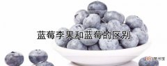【区别】蓝莓李果和蓝莓的区别
