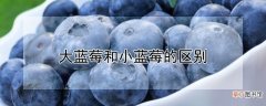 【区别】大蓝莓和小蓝莓的区别