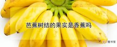 【芭蕉树】芭蕉树结的果实是香蕉吗