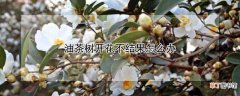 【开花】油茶树开花不结果的处理方法