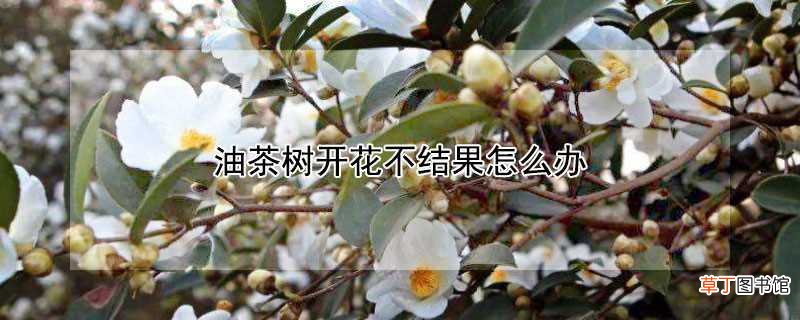 【开花】油茶树开花不结果的处理方法