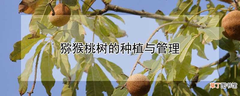 【桃树】猕猴桃树怎么种植和管理