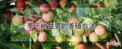 【树】李子树盆景的养殖方法