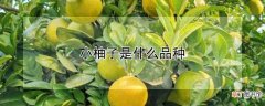 【品种】小柚子品种介绍