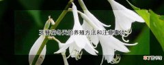 【冬天】玉簪花冬天如何养殖方法