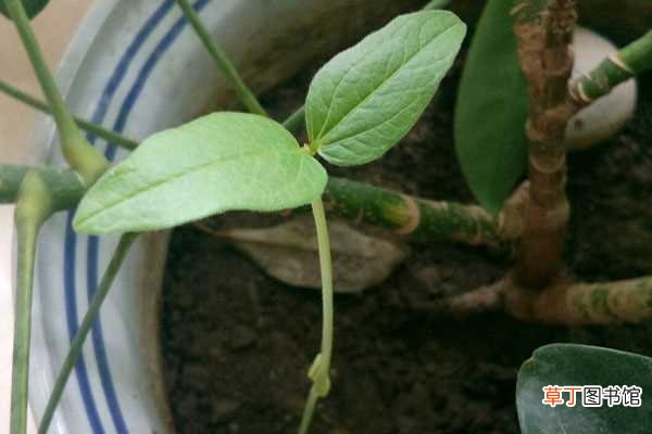 【盆栽】绿豆如何种植小盆栽