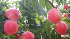 【成熟】水蜜桃的成熟时间