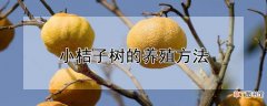 【树】小桔子树的养殖方法