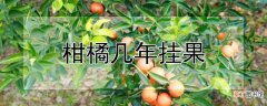 【挂果】柑橘几年挂果