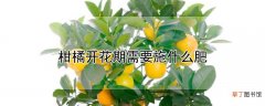 【花】柑橘开花期需要施什么肥