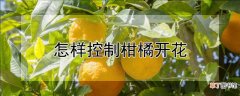 【花】怎样控制柑橘开花