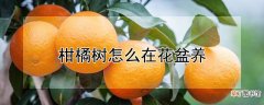 【花】柑橘树怎么在花盆养