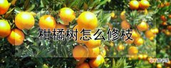 【树】柑橘树怎么修枝