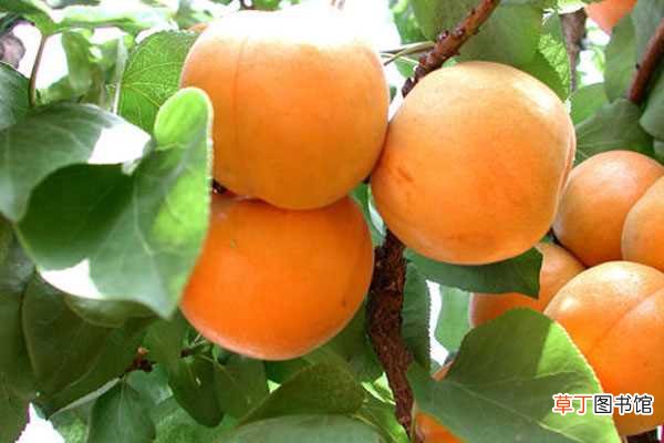 【水果】杏子是不是水果