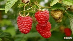 【覆盆子】树莓和覆盆子有什么不同
