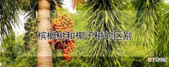 【树】槟榔树和椰子树的区别