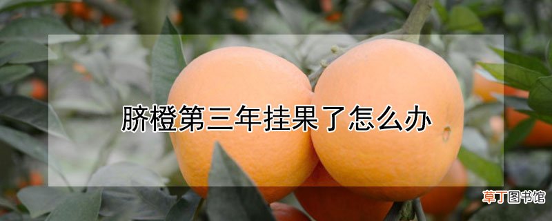 【挂果】脐橙第三年挂果了怎么办