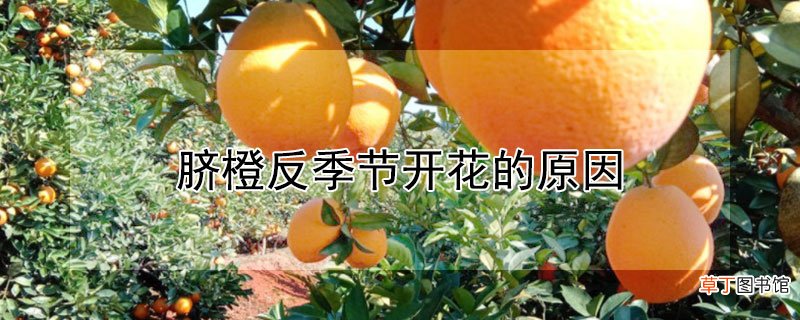 【季节】脐橙反季节开花的原因