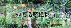 【树】如何选脐橙树苗