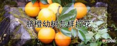 【树】脐橙幼树怎样控花