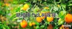 【树】脐橙用什么树嫁接