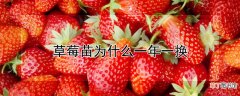 【草莓】草莓苗为什么一年一换