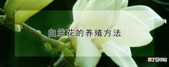 【养殖】白兰花怎么养殖