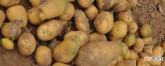【播种】土豆怎么播种方法
