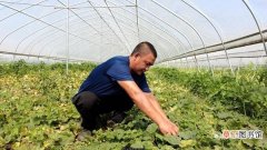 胡冬子家庭农场：小香瓜种出甜蜜事业