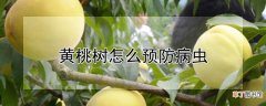 【桃】黄桃树怎么预防病虫