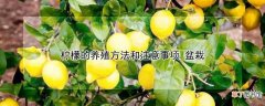 【柠檬】盆栽柠檬如何养殖