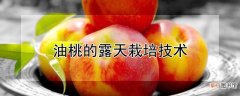 【栽培】油桃的露天栽培技术
