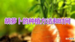 【种植】胡萝卜怎么种植