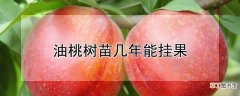 【桃树】油桃树苗几年能挂果