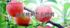 【桃】水蜜桃树怎么修剪