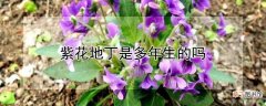【多】紫花地丁是不是多年生