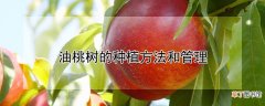 【桃树】油桃树的种植方法和管理