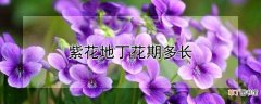 【花期】紫花地丁花期多长时间