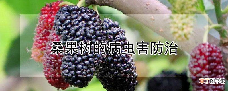 【树】桑果树的病虫害防治