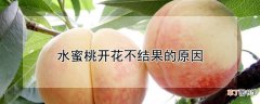 【桃】水蜜桃开花不结果的原因