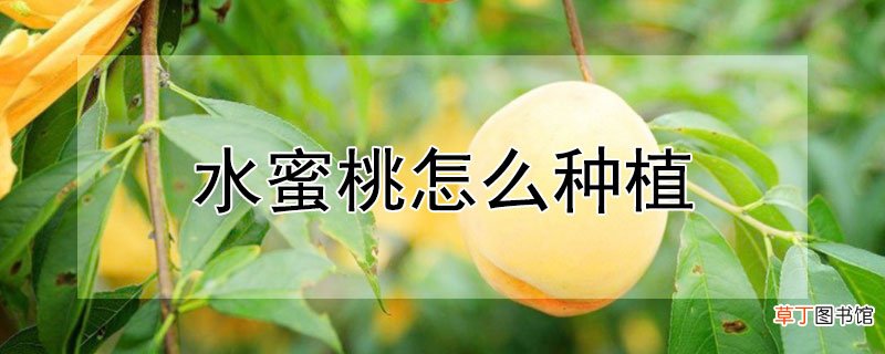 【桃】水蜜桃怎么种植