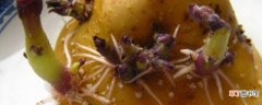 【水培】土豆发芽了怎么水培