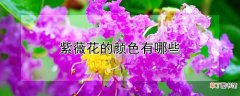 【颜色】紫薇花有几种颜色