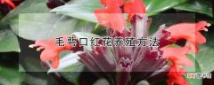 【养殖】毛萼口红花怎么养殖