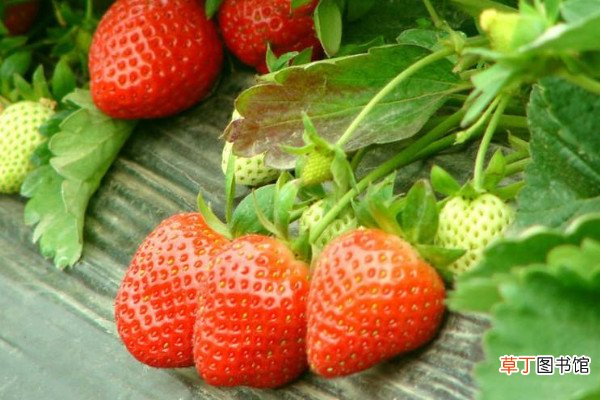 【草莓】草莓几年换一次苗