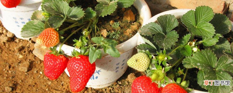 【移栽】草莓苗移栽几天可以晒太阳