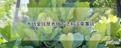 【多】琴叶榕多长时间可以长大