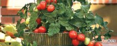 【方法】盆种番茄的方法